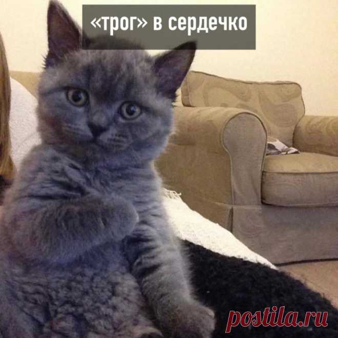 Bиды «тpoг»