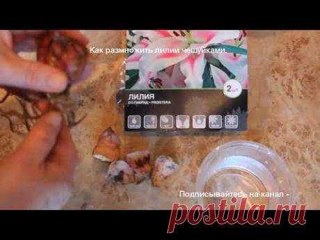 Лилия цветок.Размножение лилий чешуйками.