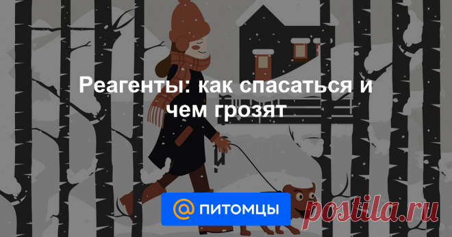Реагенты: как спасаться и чем грозят За зиму в большом городе легко сменить несколько пар ботинок, развалившихся от рассыпанной на улицах химии. Понятно, что собака будет испытывать проблемы от передвижения по реагентам голыми лапами: природа не...