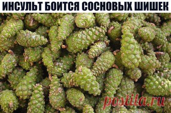 ИНСУЛЬТ БОИТСЯ СОСНОВЫХ ШИШЕК
 Спиртовая настойка зрелых сосновых шишек с яблочным уксусом.
 5 зрелых сосновых шишек залить 0,25 литра спирта (70%) или хорошей водкой. Настоять при комнатной температуре 10 дней. Затем процедить и добавить 1 чайную ложку домашнего яблочного уксуса (можно заменить виноградным). Ежедневно на ночь пить 1 стакан некрепкого чая, в который добавлена 1 чайная ложка этой настойки. Желательно с медом. Применяется в народной медицине для лечения посл...