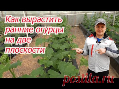 Выращивание ранних огурцов на двух плоскостях в одном ряду!