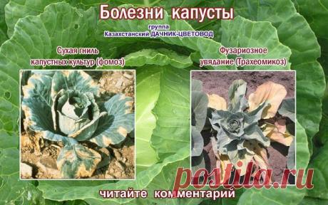 Казахстанский ДАЧНИК - ЦВЕТОВОД