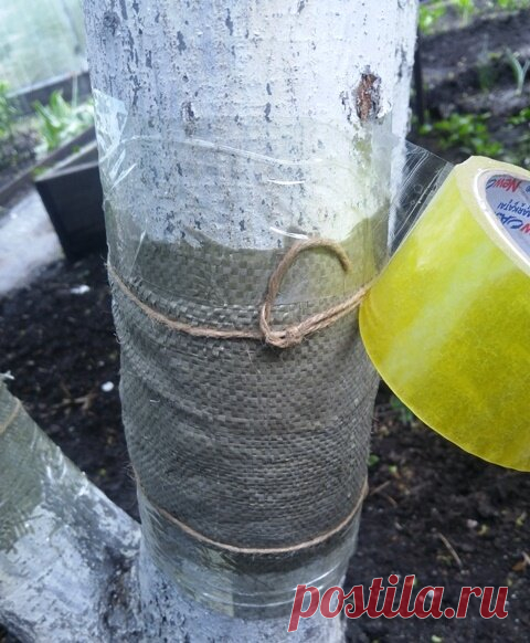 Как сделать ловчий пояс на дереве от муравьёв. | Klumba-plus.ru | Яндекс Дзен