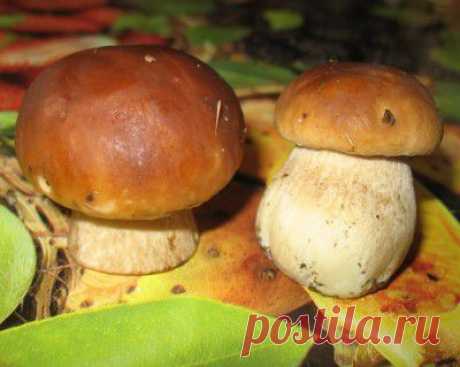 Маринованные и замороженные лесные грибочки,и рецепты из них : Грибы