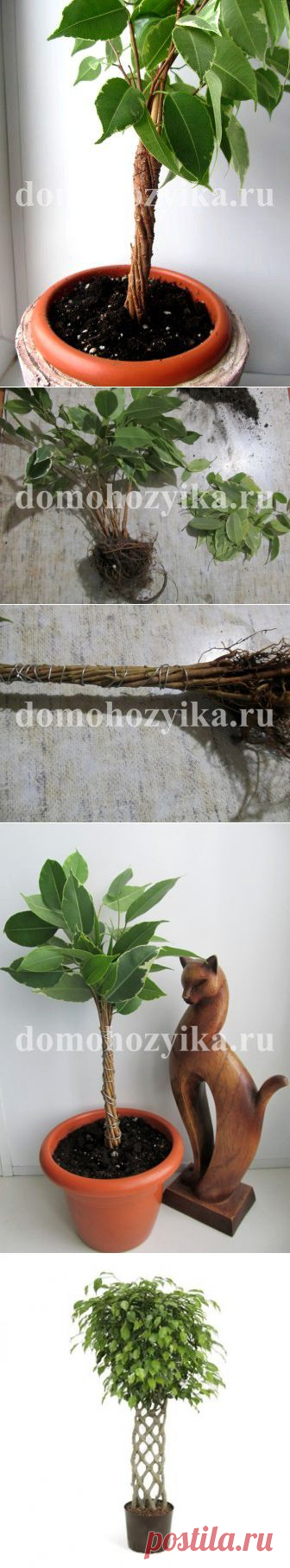 Сращивание стволов фикуса :)