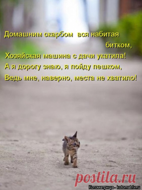 Девушка бросила в аэропорту котёнка, с которым её не пустили в самолёт