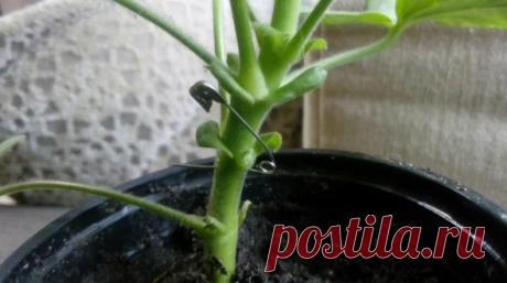 Чтобы герань зацвела - проткните ее булавкой Друзья, если ваша герань не цвет, то проколите ствол обычной булавкой несколько раз, только не забудьте предварительно обработать ее или спиртом или перекисью водорода.✔Делитесь пожалуйста этим видео с друзьями, им тоже это пригодится!!!