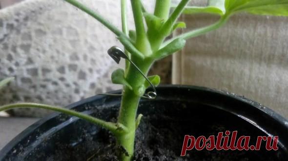 Чтобы герань зацвела - проткните ее булавкой Друзья, если ваша герань не цвет, то проколите ствол обычной булавкой несколько раз, только не забудьте предварительно обработать ее или спиртом или перекисью водорода.✔Делитесь пожалуйста этим видео с друзьями, им тоже это пригодится!!!