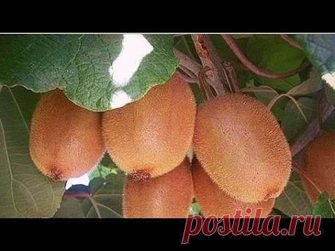 Как вырастить киви (в тч в домашних условиях из семян, косточки и пр) + видео и фото