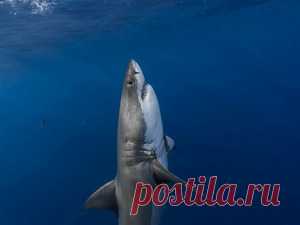 Подводный мир, обои для рабочего стола на Desktopwallpapers.ru