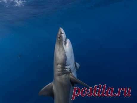 Подводный мир, обои для рабочего стола на Desktopwallpapers.ru