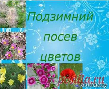Особенности подзимнего посева цветов. Часть 1: Группа Цветы и флористика