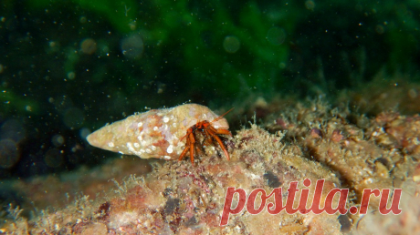 Рак-клибанарий (Clibanarius erythropus (Latreille, 1818)).