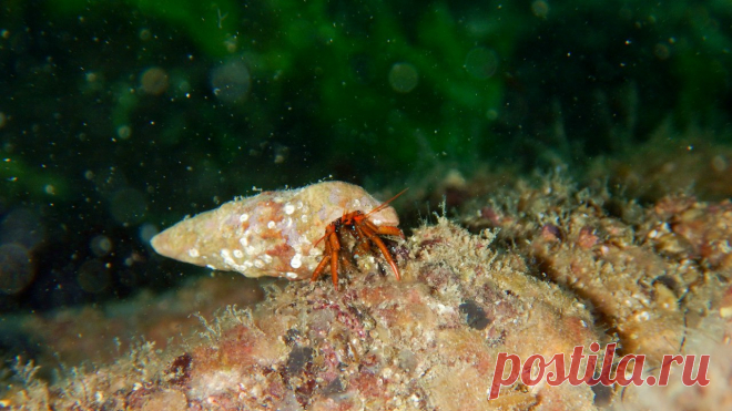 Рак-клибанарий (Clibanarius erythropus (Latreille, 1818)).