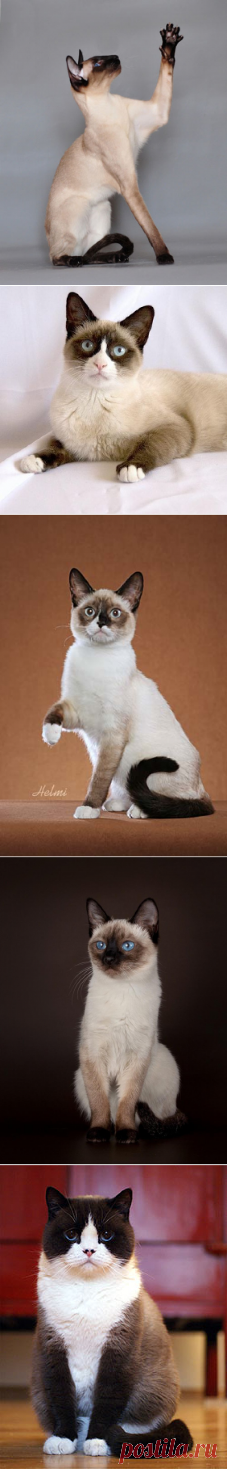 Сноу-шу — снежная туфелька или снежный ангел, чем от неё отличается сиамская и тайская кошка, самые красивые кошки и коты сноу-шу, отзывы