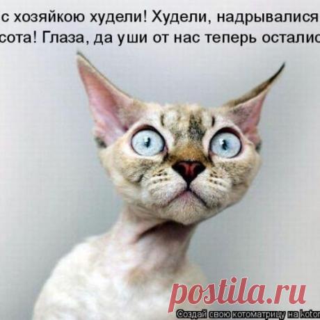 Животные - приколисты