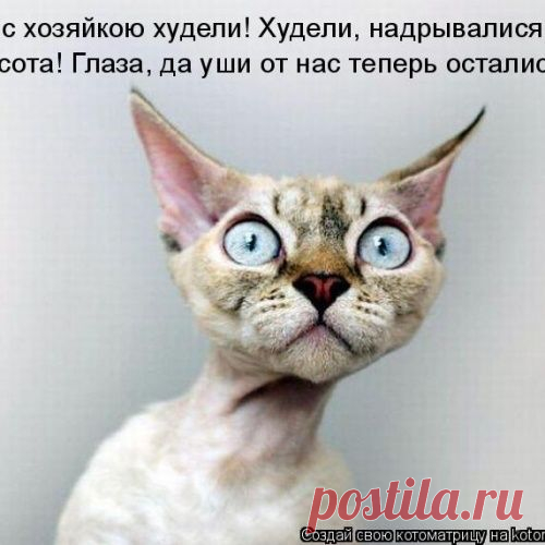 Животные - приколисты