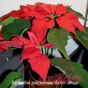 Молочай Euphorbia - Комнатные растения и цветы