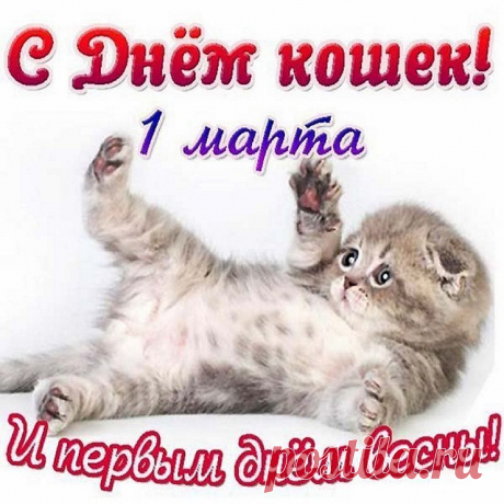 Кошки — милые создания,
Воплощенье доброты.
Настроенье поднимают
Даже лучше, чем цветы.