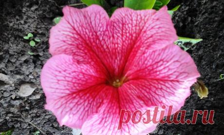 Петуния гибридная. Вырастила из семечка. Сейчас цветут по семь цветков на кустике.