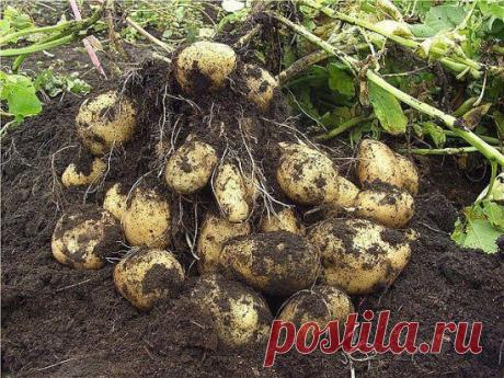 9 СОВЕТОВ ПО ВЫРАЩИВАНИЮ КАРТОФЕЛЯ
.
Сохраните к себе на стену, чтобы не потерять 
!
1. Чем меньше клубень картофеля, тем крупнее он дает клубни, и наоборот. Поэтому лучше всего сажать клубни средней величины, либо разрезать большие клубни так чтобы на каждой части было несколько глазков.
2. Глубоко по