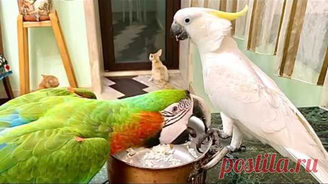 жадный попугай Арчи схватил какаду за хохолок! greedy parrot Archie grabbed the cockatoo by crest!