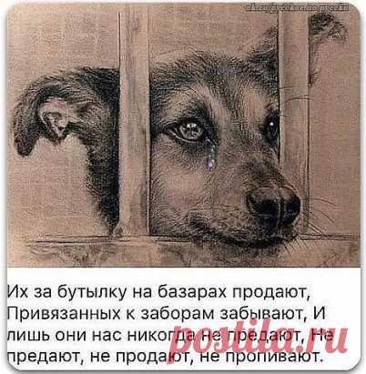Бог дал нам Собак, чтобы научить любить...
