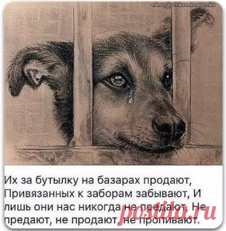 Бог дал нам Собак, чтобы научить любить...