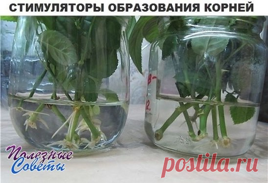 (3) Одноклассники