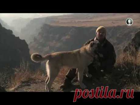 Планета собак. Гампр