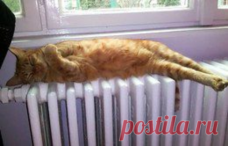 Котизм