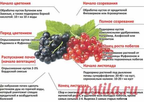 Питательные весенние подкормки для смородины способные вывести её урожайность на новый уровень | Любимая Дача. Сад и Огород | Яндекс Дзен