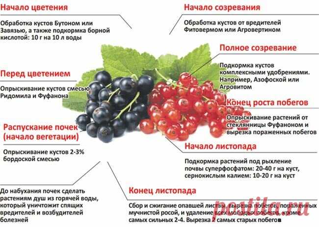 Питательные весенние подкормки для смородины способные вывести её урожайность на новый уровень | Любимая Дача. Сад и Огород | Яндекс Дзен