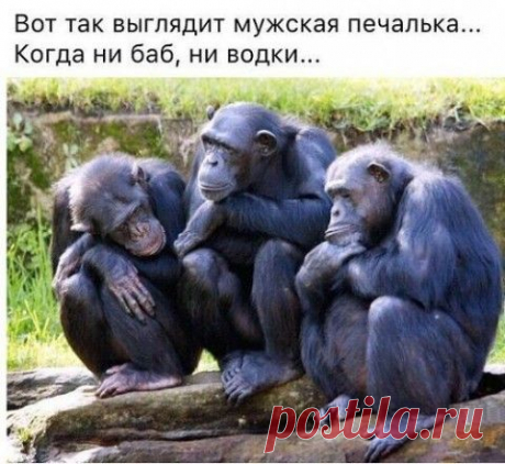 Анекдоты в пятницу (обо всем понемногу)