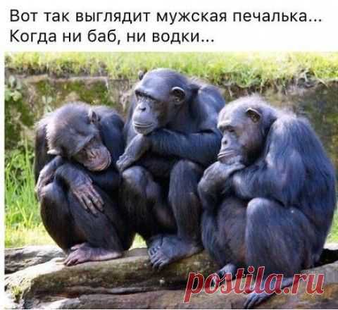 Анекдоты в пятницу (обо всем понемногу)
