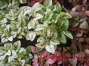 Гипоэстес &#8212; Hypoestes описание и уход  на FloralWorld.ru
