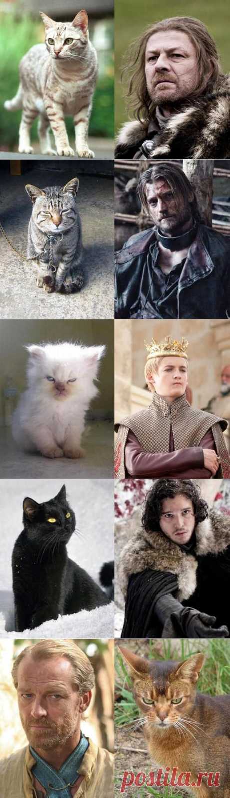 Коты в «Игре престолов»