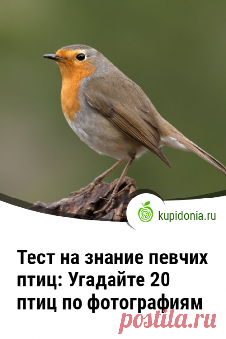 Тест на знание певчих птиц: Угадайте 20 птиц по фотографиям. Развлекательный тест на знание певчих птиц. Он состоит из 20 интересных вопросов с фотографиями и подсказками. Проверьте ваши знания и визуальную память!