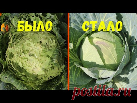 ГУСЕНИЦЫ И СЛИЗНИ ИСЧЕЗНУТ! СТОЛОВАЯ ЛОЖКА СРЕДСТВА НА ВЕДРО ВОДЫ ТВОРИТ ЧУДЕСА