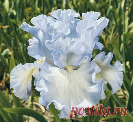 This gem bespeaks Abundance!  There is a fullness, a healthy bursting forth, in this heavily ruffled,  sky blue self.  Standards are sky blue and the falls are s…  |  Найдено на сайте schreinersgardens.com.