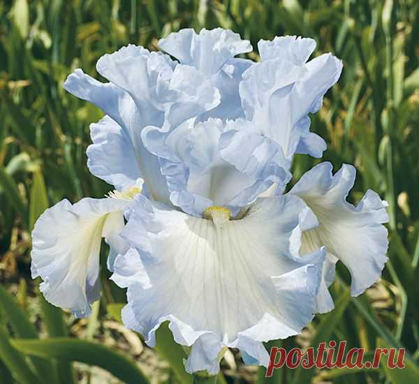 This gem bespeaks Abundance!  There is a fullness, a healthy bursting forth, in this heavily ruffled,  sky blue self.  Standards are sky blue and the falls are s…  |  Найдено на сайте schreinersgardens.com.