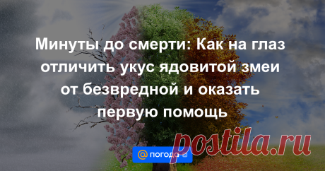 Идет последний месяц лета, но до октября еще далеко, а это значит, что змеи еще не скоро впадут в спячку. В связи с этим нелишним будет знать правила помощи человеку, которого укусила змея. О мерах медицинской помощи при змеиных укусах Лайфу...