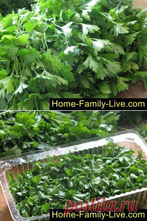 Петрушка на зиму - пошаговый фоторецепт - заготовка зелени на зиму