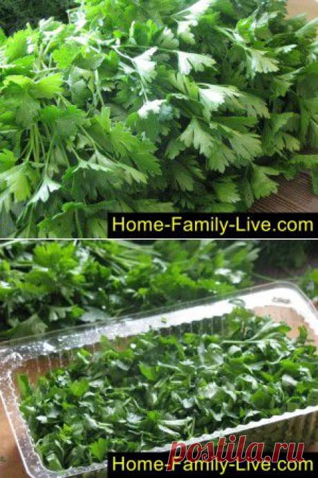 Петрушка на зиму - пошаговый фоторецепт - заготовка зелени на зиму