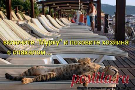 Новая смешная котоматрица
