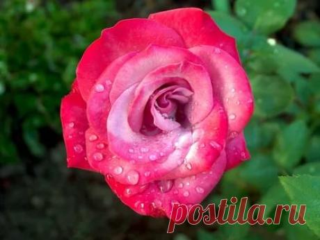 rose flower