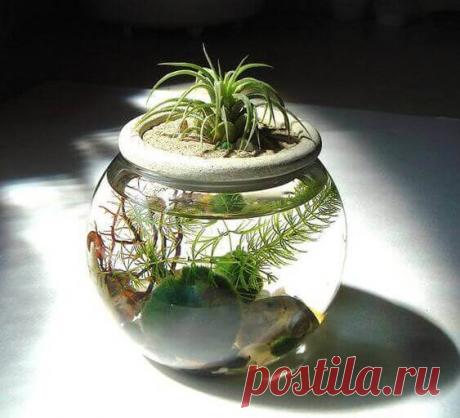 Миниатюрный аквариум как элемент декора ~ Planetalsad