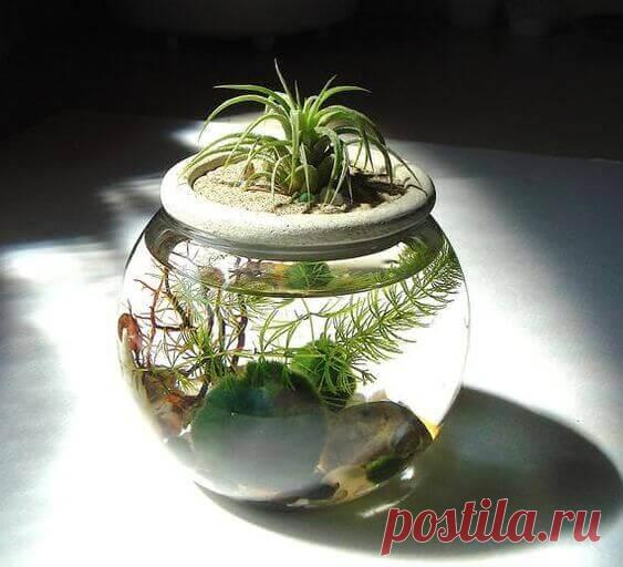 Миниатюрный аквариум как элемент декора ~ Planetalsad