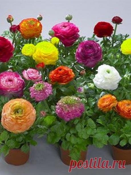 Ранункулюс купить оптом. Цветы ранункулюса купить