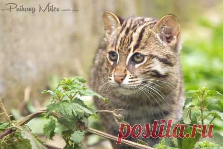 Прощай Рыбалка Кошка Котята | Разговор 2 ПН